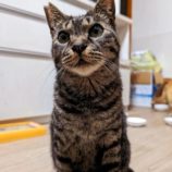 7月21日ひたちなか店に参加するホーリーキャットの保護猫21