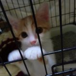 7月21日ひたちなか店に参加するホーリーキャットの保護猫22