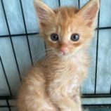 8月3日市原店に参加する花ねこ千葉の保護猫01