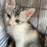 8月3日市原店に参加する花ねこ千葉の保護猫02