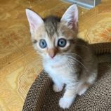 8月3日市原店に参加する花ねこ千葉の保護猫03