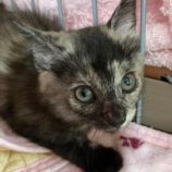 8月3日市原店に参加する花ねこ千葉の保護猫04