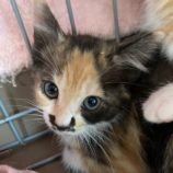 8月3日市原店に参加する花ねこ千葉の保護猫05