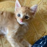 8月3日市原店に参加する花ねこ千葉の保護猫06