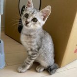 8月3日市原店に参加する花ねこ千葉の保護猫07