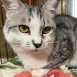 8月3日市原店に参加する花ねこ千葉の保護猫08