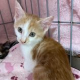 8月3日市原店に参加する花ねこ千葉の保護猫09