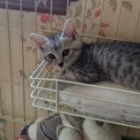 8月3日市原店に参加する花ねこ千葉の保護猫10