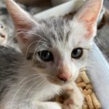 8月3日市原店に参加する花ねこ千葉の保護猫11