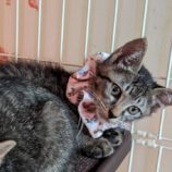 8月3日市原店に参加する花ねこ千葉の保護猫12