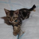 8月3日市原店に参加する花ねこ千葉の保護猫13