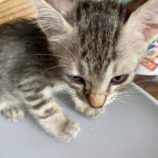 8月3日市原店に参加する花ねこ千葉の保護猫14