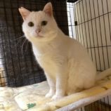 8月3日市原店に参加する花ねこ千葉の保護猫16