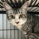 8月3日市原店に参加する花ねこ千葉の保護猫17