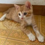 8月3日市原店に参加する花ねこ千葉の保護猫18