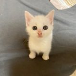 8月3日市原店に参加する花ねこ千葉の保護猫19