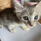 8月3日市原店に参加する花ねこ千葉の保護猫23