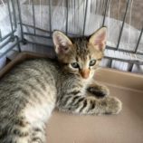 8月3日市原店に参加する花ねこ千葉の保護猫24