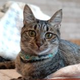 7月21日古河店に参加するにゃんこの大冒険の保護猫01