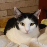 7月21日古河店に参加するにゃんこの大冒険の保護猫02