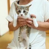 7月21日古河店に参加するにゃんこの大冒険の保護猫03
