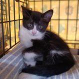 7月21日古河店に参加するにゃんこの大冒険の保護猫04