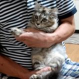 7月21日古河店に参加するにゃんこの大冒険の保護猫05