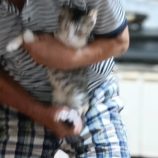 7月21日古河店に参加するにゃんこの大冒険の保護猫06