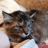 8月4日守谷店に参加するにゃんこの大冒険の保護猫01