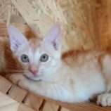 8月4日守谷店に参加するにゃんこの大冒険の保護猫02