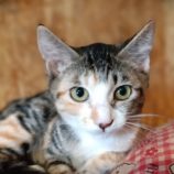 8月4日守谷店に参加するにゃんこの大冒険の保護猫03