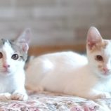 8月4日守谷店に参加するにゃんこの大冒険の保護猫04