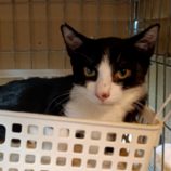 8月4日守谷店に参加するにゃんこの大冒険の保護猫05