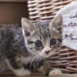 8月4日守谷店に参加するにゃんこの大冒険の保護猫06