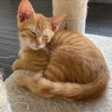 7月21日新田店に参加する猫びよりの保護猫01