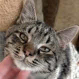 7月21日新田店に参加する猫びよりの保護猫03