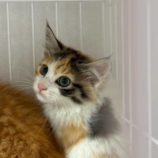 7月21日新田店に参加する猫びよりの保護猫05