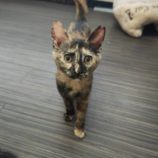 7月21日新田店に参加する猫びよりの保護猫07