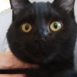 7月21日新田店に参加する猫びよりの保護猫08