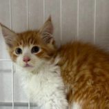 7月21日新田店に参加する猫びよりの保護猫09