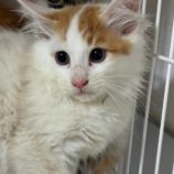 7月21日新田店に参加する猫びよりの保護猫10