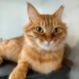 7月21日新田店に参加する猫びよりの保護猫13