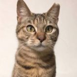 7月21日新田店に参加する猫びよりの保護猫14