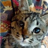 7月21日新田店に参加する猫びよりの保護猫15