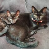 7月21日新田店に参加する猫びよりの保護猫17