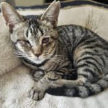 7月21日新田店に参加する猫びよりの保護猫19