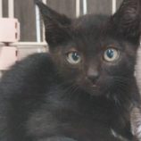 7月21日新田店に参加する猫びよりの保護猫21