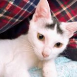 7月21日新田店に参加する猫びよりの保護猫22