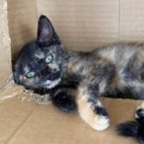 7月21日新田店に参加する猫びよりの保護猫23