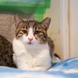 7月13日幸手店に参加するHappy-Wildcatsの保護猫02